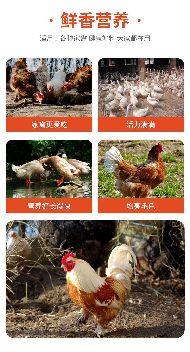 家禽后期配合飼料1_03.jpg