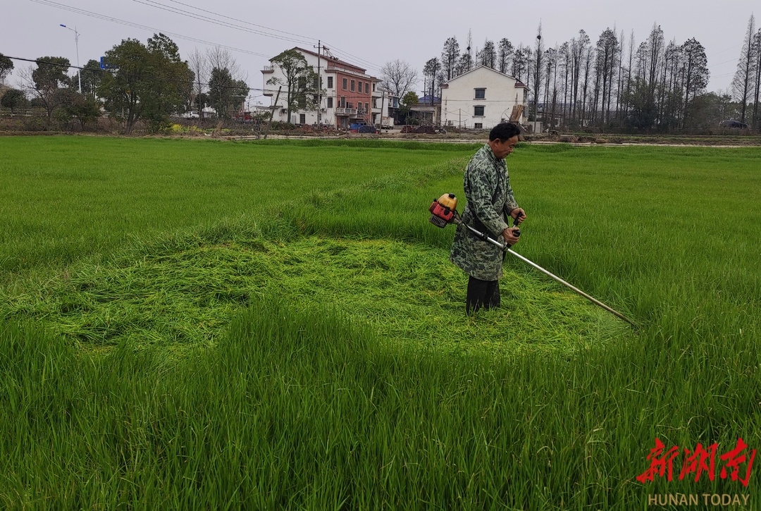走讀湘村“強富美”④丨濱湖水牛的幸福生活—— 住在度假村 過冬不掉膘